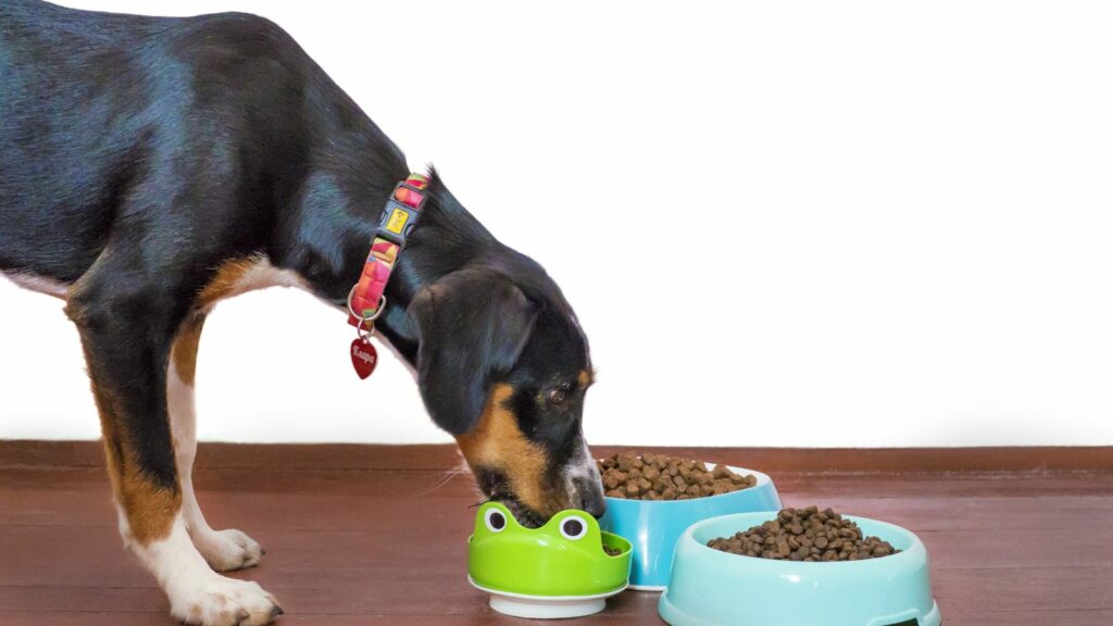 digestive health dog food