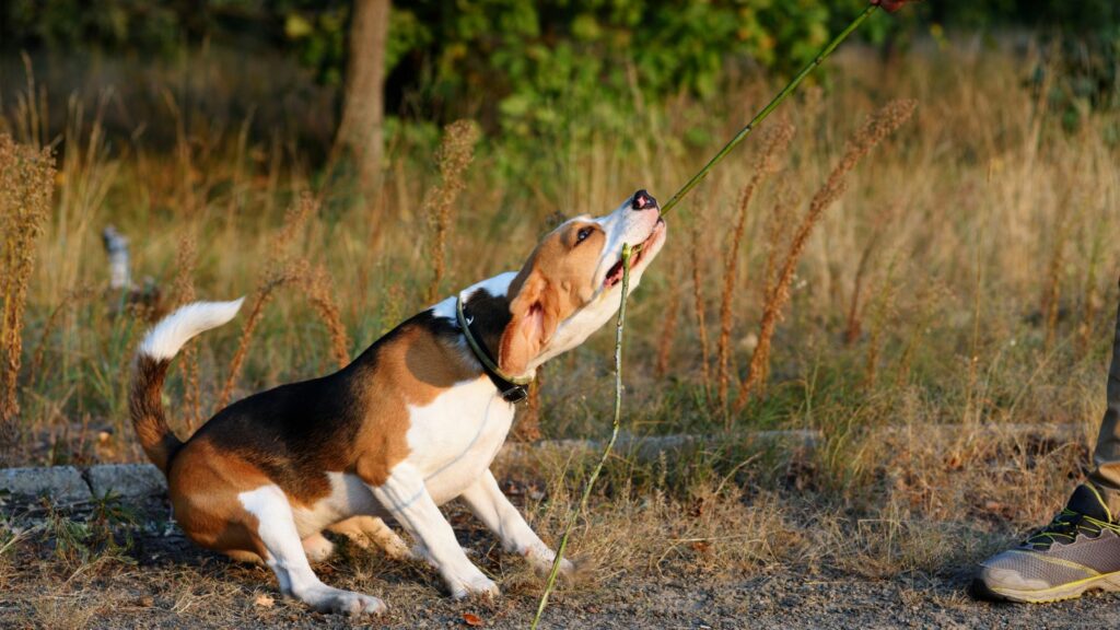 hardest dog breeds to train