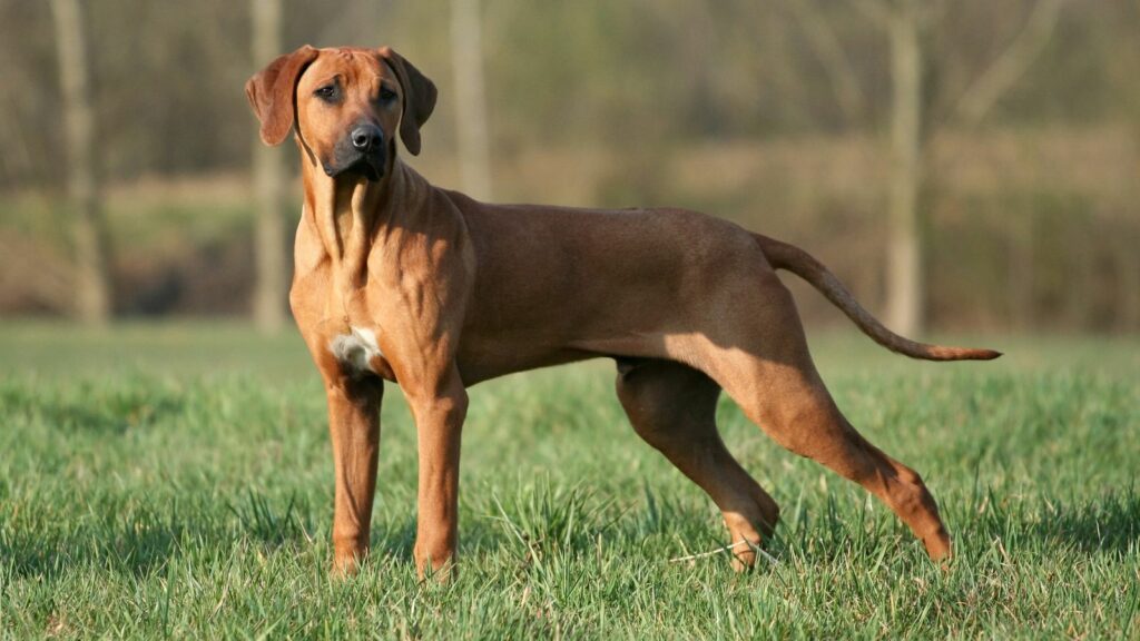 dog breeds that start with r