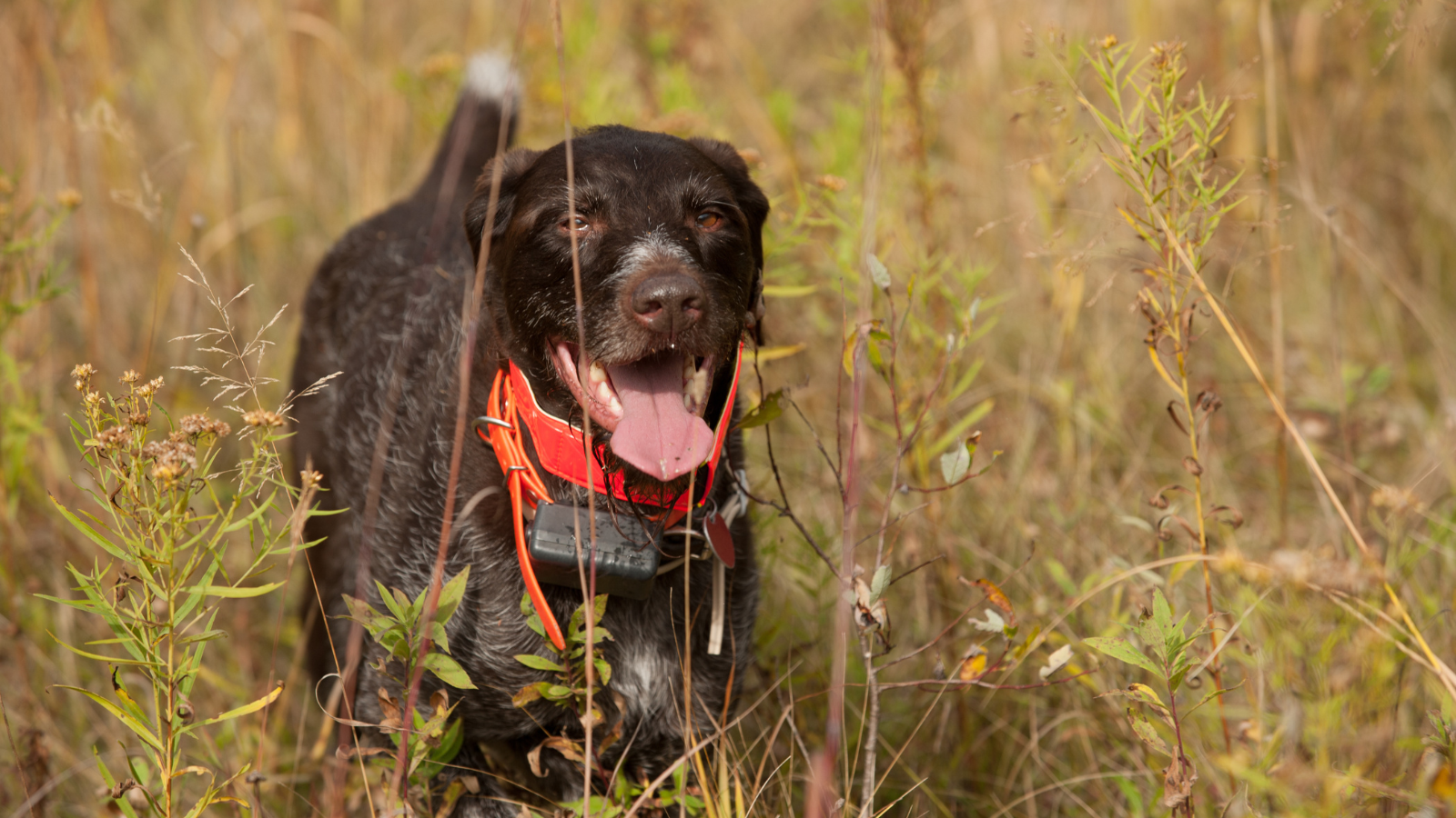 Hunting Dog Accessories