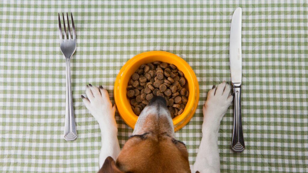 best dog food for gut health