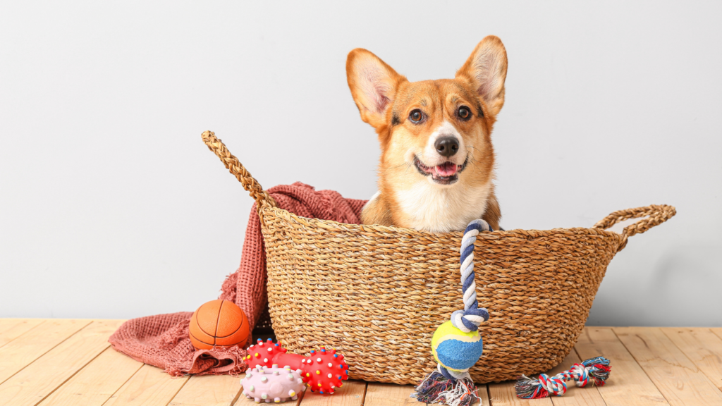 crochet dog accessories