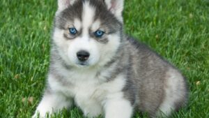 blue eyed dog breeds