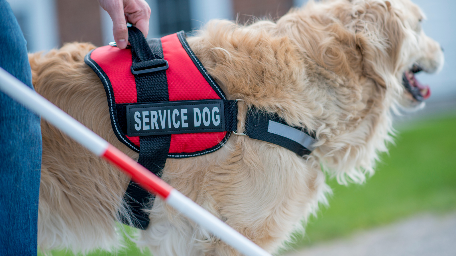 service dog accessories