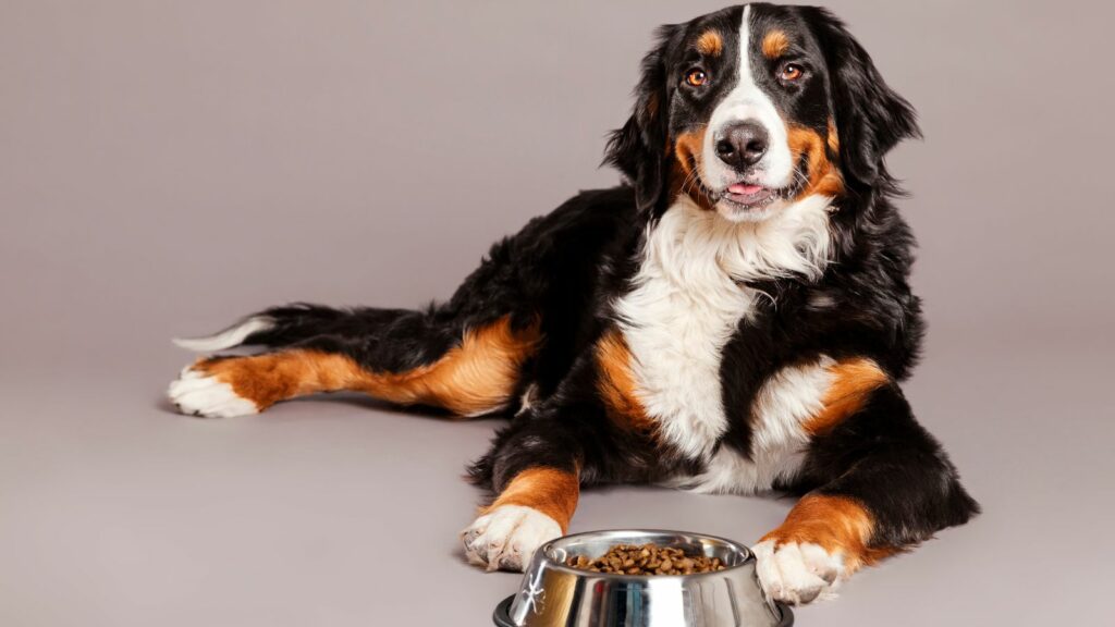 4 health dog food reviews