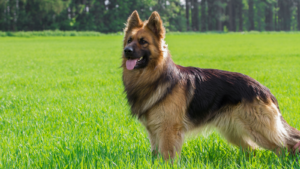 shepherd dog breeds list