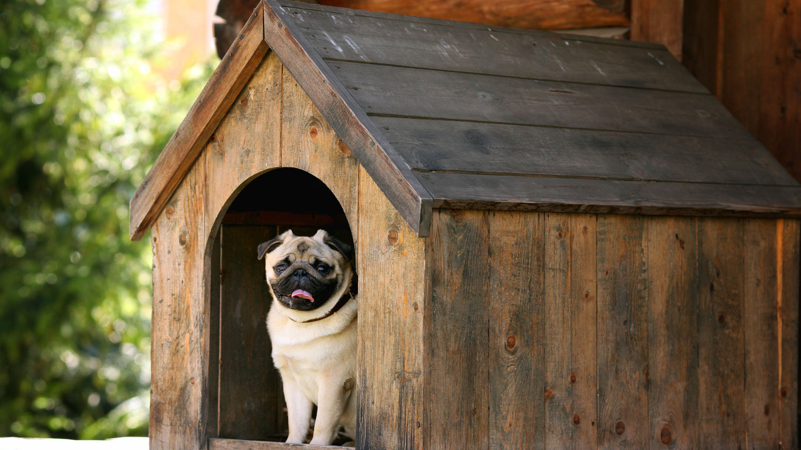 dog house accessories