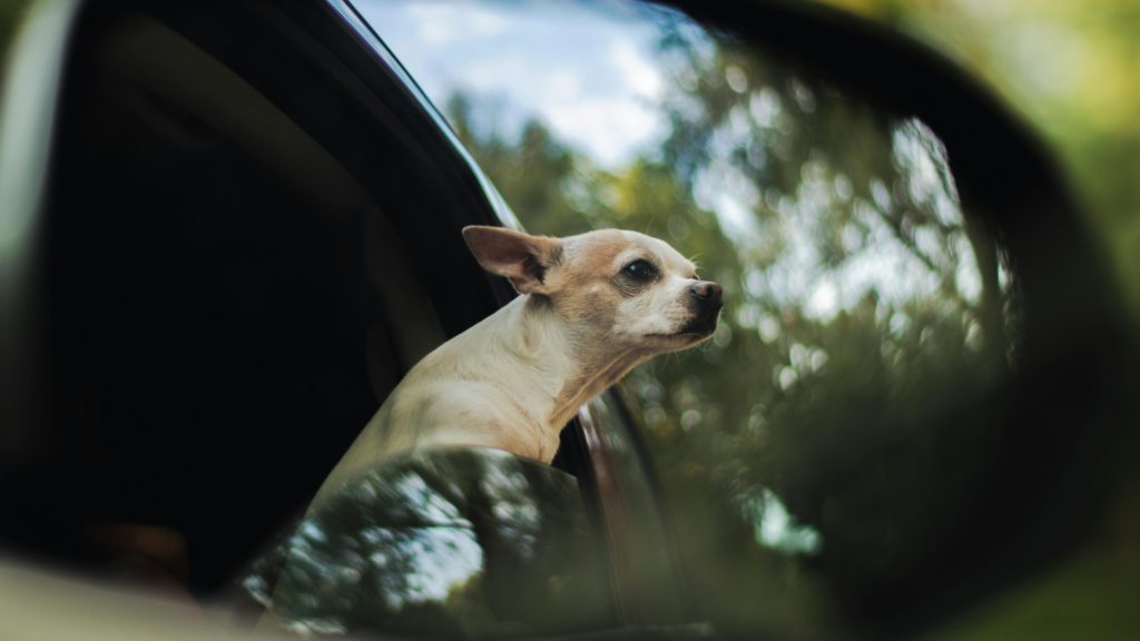 dog car accessories