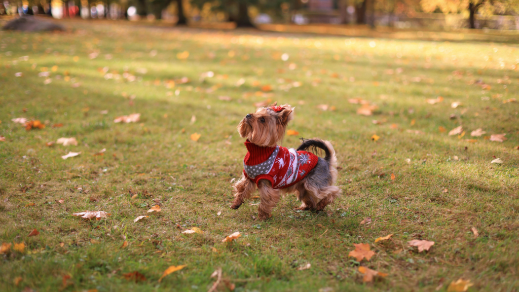 small dog accessories