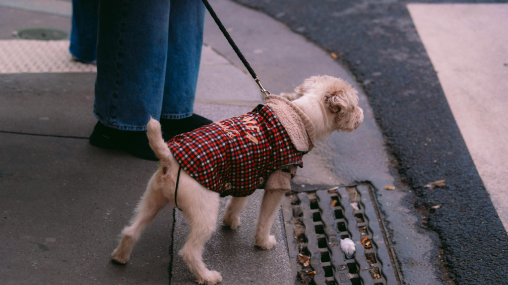 dog travel accessories