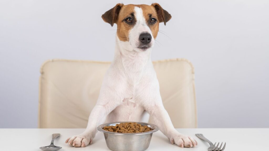 urinary health dog food