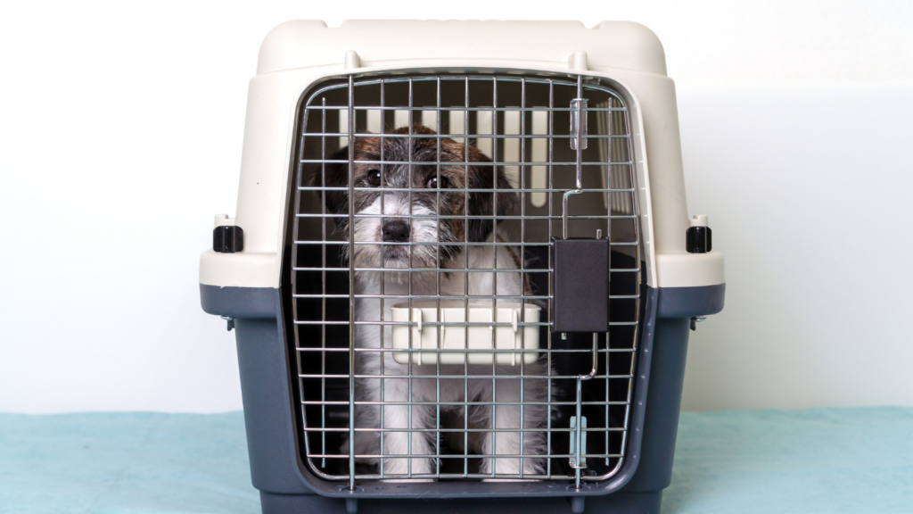 Dog Kennel Accessories