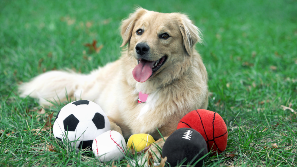 athletic dog breeds