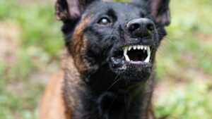 most violent dog breeds
