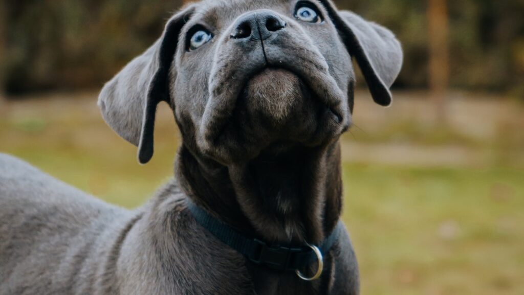 mastiff:1bf6z8nitca= cane corso