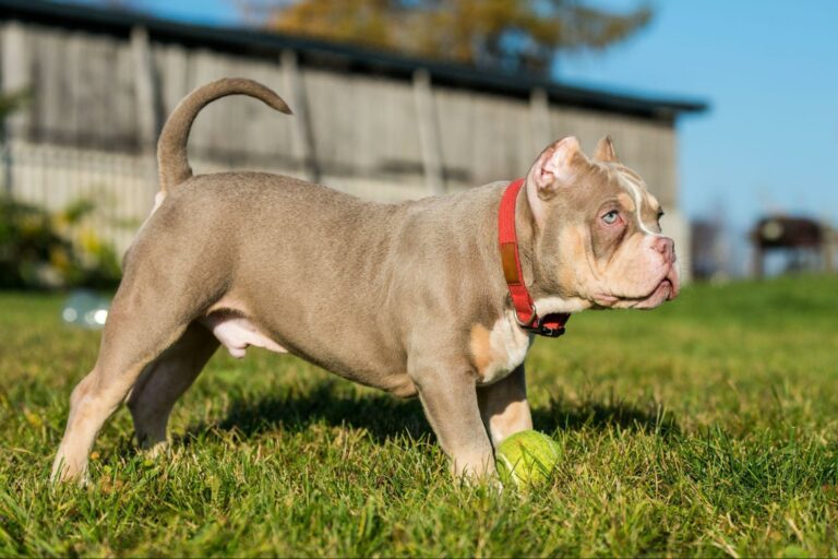 pocket bully puppy standing outside grass