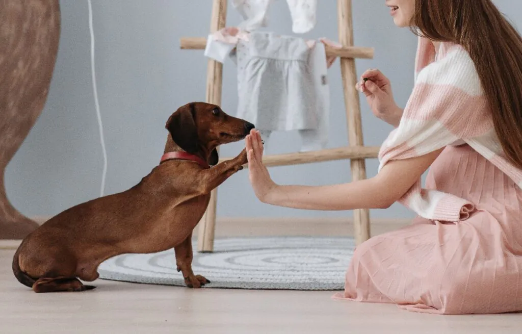 positive reinforcement dog training, dog training results, reward-based dog training, effective dog training strategies, dog training tips, obedience training for dogs, canine behavior improvement, training methods for dogs, professional dog training, dog obedience techniques
